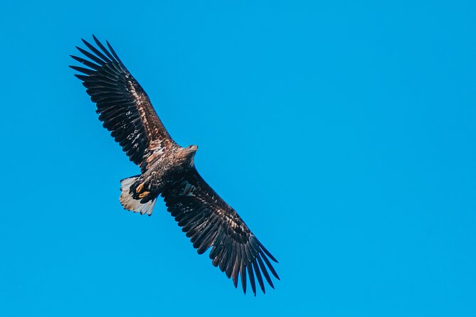 Fjord and Sea Eagle Safari from Sortland - What the three strongest highlights tell you