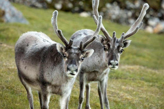 Fjord Expedition: Arctic Adventure Awaits - Weather, cancellations, and realistic expectations