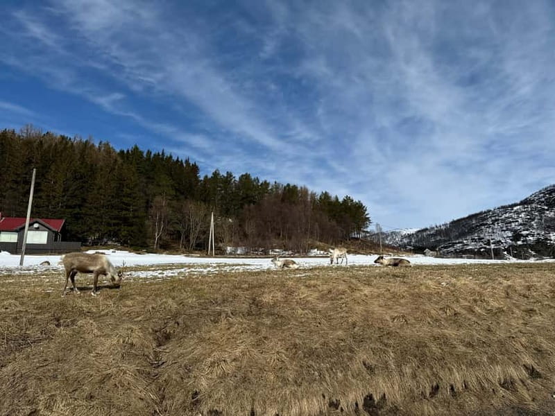 Fjord Foto Tour to Sommaroy (Roadtrip) - Key things to know before you book