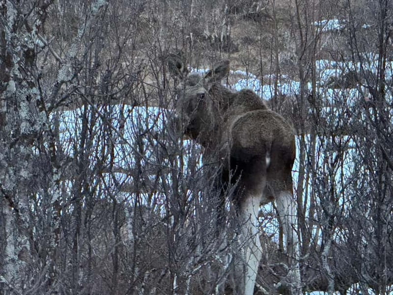 Fjord Foto Tour to Sommaroy (Roadtrip) - Wildlife watching without false promises