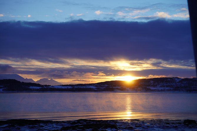 Fjord, Mountain and Wildlife Tour - Reindeer and other wildlife: treat it as a bonus