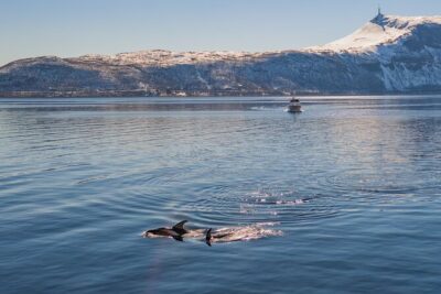Fjord Safari in the Altafjord