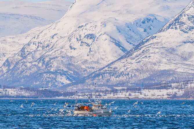 Fjord Safari in the Altafjord - Wildlife watching without false promises