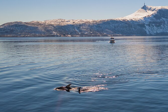 Fjord Safari in the Altafjord - The trip toward the entrance of Langfjord