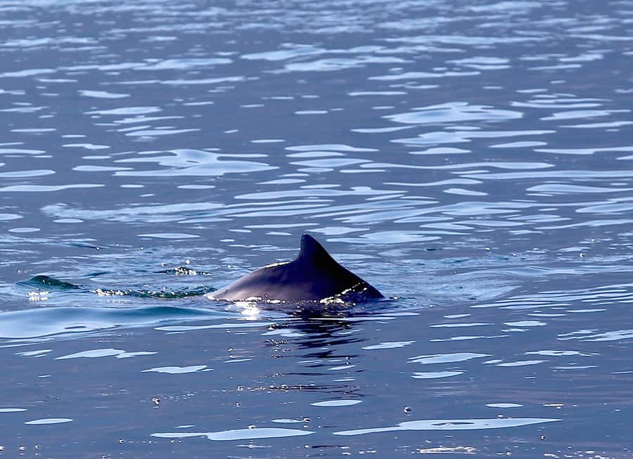 From Khasab: Fjords of Musandam Dhow Cruise & Buffet Lunch - Pickup at Khasab port or airport