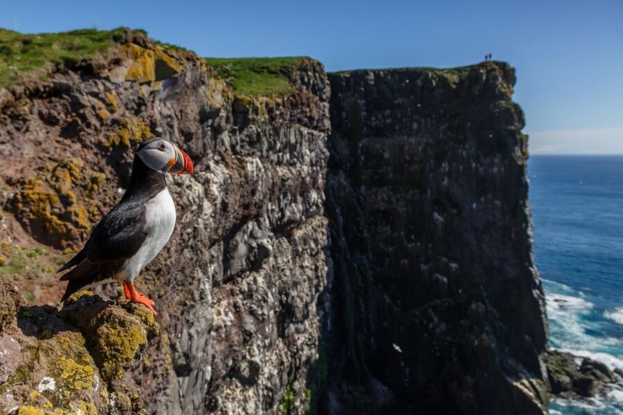 From Reykjavík: 3-Day Tour of the Wild Westfjords - Day 2: Látrabjarg, Rauðasandur, and Dynjandi