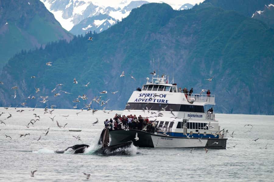From Seward: Kenai Fjords National Park Cruise with Lunch - Key points to know before booking