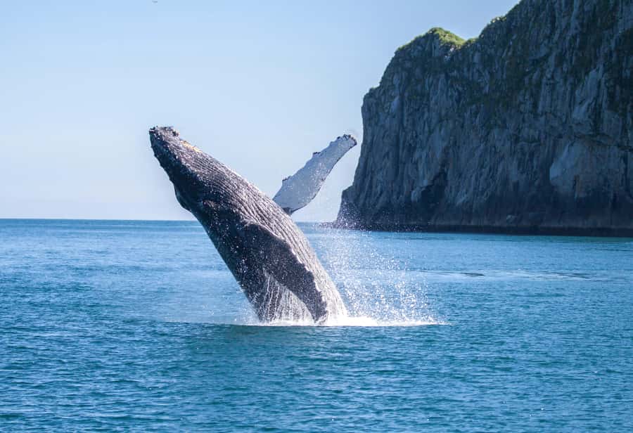 From Seward: Kenai Fjords National Park Cruise with Lunch - What the crew does well
