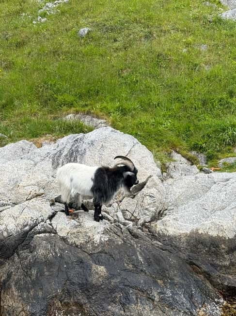 From Stavanger: Lysefjorden & Pulpit Rock Safari by RIB - Key points to know before you book