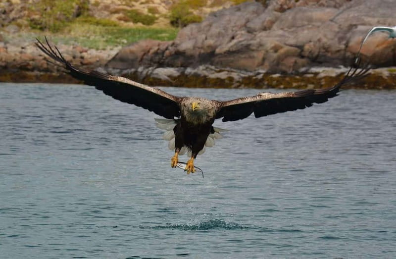 From Svolvær: Lofoten RIB Sea Eagle Safari Trollfjord Cruise - Key points before you book
