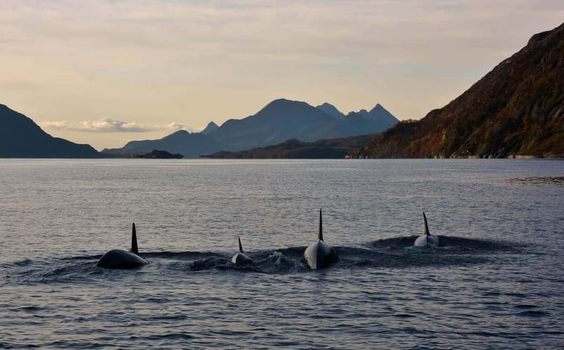 From Svolvær: Lofoten RIB Sea Eagle Safari Trollfjord Cruise - Entering Trollfjord by RIB