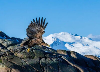 Lofoten Trollfjord Cruise & Sea Eagle Safari