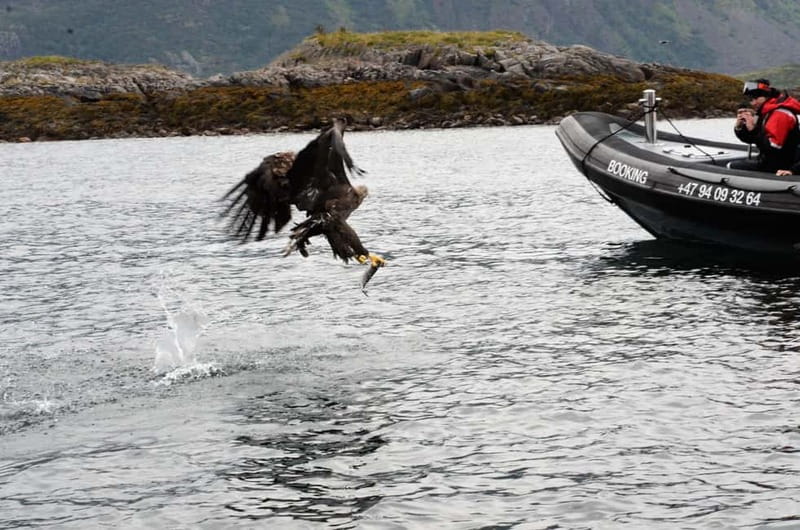From Svolvær: RIB Boat Lofoten Trollfjord Sea Eagle Safari - Should you book the Trollfjord RIB tour?