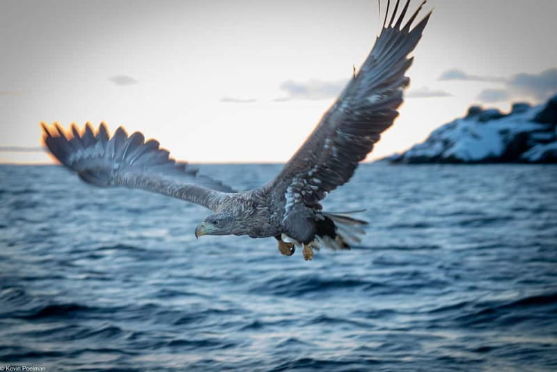 From Svolvær: RIB Boat Lofoten Trollfjord Sea Eagle Safari - Setting out from Svolvær in a full set of gear