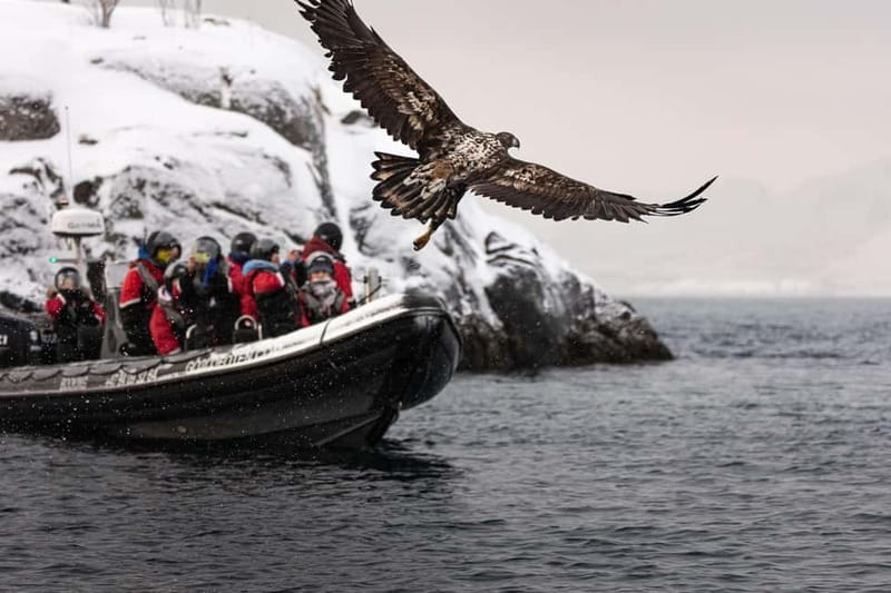 From Svolvær: RIB Boat Lofoten Trollfjord Sea Eagle Safari - Entering Trollfjord from the water