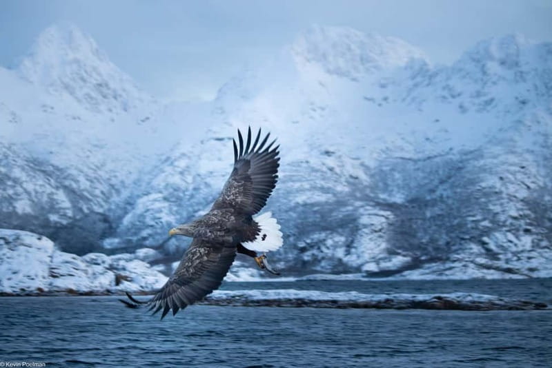From Svolvær: RIB Boat Lofoten Trollfjord Sea Eagle Safari - Practical tips for a better ride