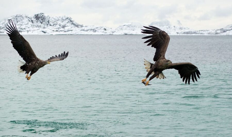 From Svolvaer: Trollfjorden Wildlife RIB Cruise - Weather, comfort, and the right season