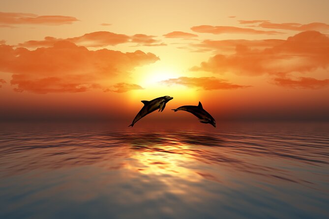 Full day Dhow: Khasab, Musandam: Dolphins, Snorkeling & Fjords - Is $55.83 good value?