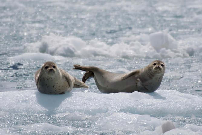 Full-Day Kenai Fjords National Park Cruise - Holgate Glacier and the sound of calving ice