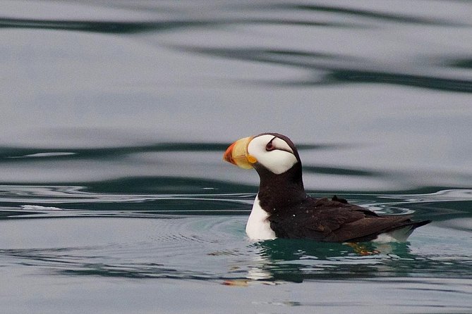 Full-Day Kenai Fjords National Park Cruise - Chiswell Islands, seabirds, and Steller sea lions