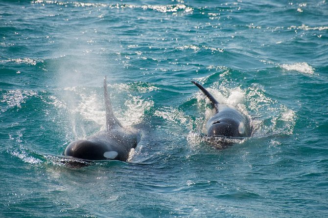 Full-Day Kenai Fjords National Park Cruise - Wildlife viewing without a guarantee