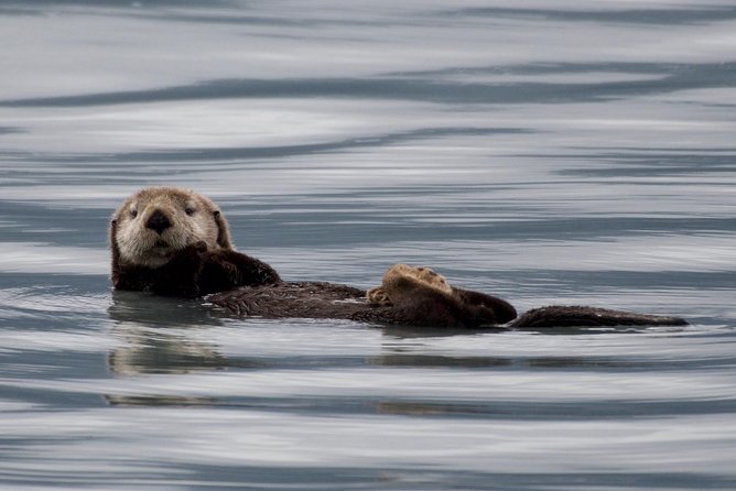 Full-Day Kenai Fjords National Park Northwestern Cruise - Why the Northwestern Fjord route is special