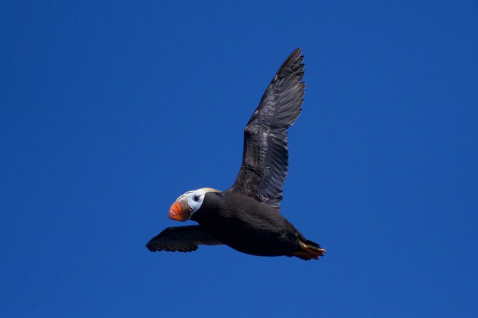 Full-Day Kenai Fjords National Park Northwestern Cruise - Resurrection Bay begins the wildlife search