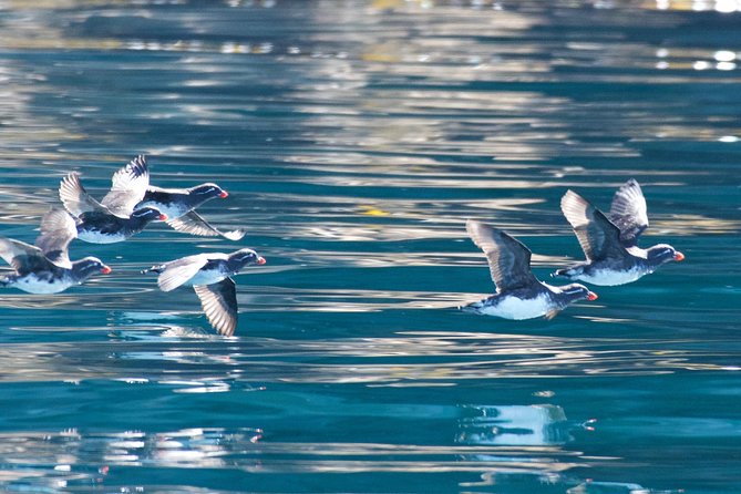 Full-Day Kenai Fjords National Park Northwestern Cruise - Harris Bay and the Gulf of Alaska