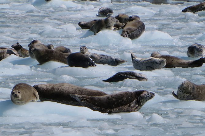 Full-Day Kenai Fjords National Park Northwestern Cruise - Wildlife worth watching for