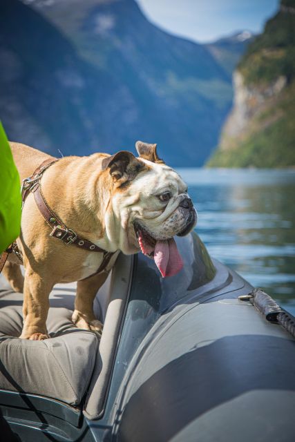 Geiranger: Guided Geirangerfjord Boat Tour - Who should book this boat tour?
