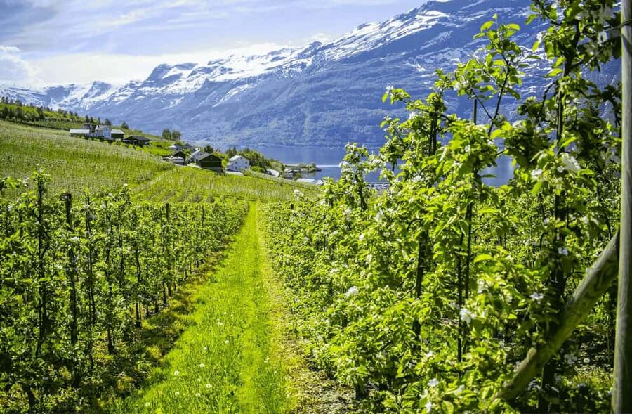 Guided tour: Hardangerfjord, Waterfalls and Ferry crossing - Starting at Strandkaien 3 in Bergen