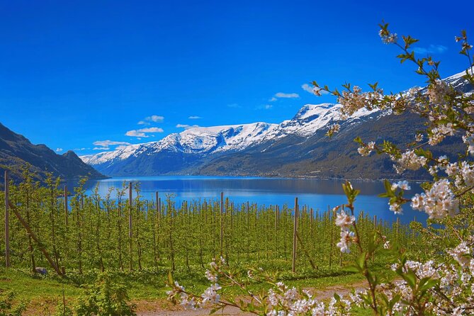 Guided tour to Hardangerfjord with Waterfalls and Ferry Crossing - What this Hardangerfjord day really offers