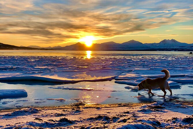 Half-Day Scenic Wildlife & Photographic Fjord Tour. - Why Kvaløya makes a strong half-day outing