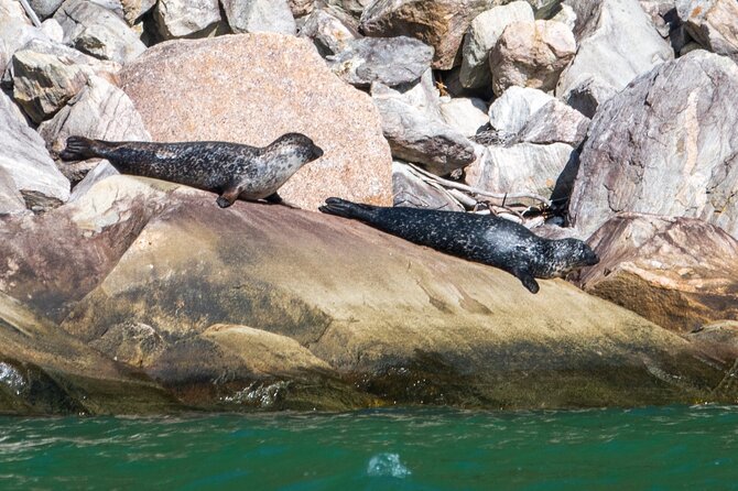Hardangerfjord Ultimate RIB adventure from Ulvik - Why this Ulvik RIB trip is worth your time