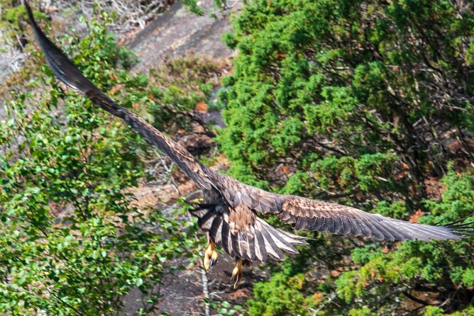 Hardangerfjord Ultimate RIB adventure from Ulvik - Osa Fjord and the run toward Osa
