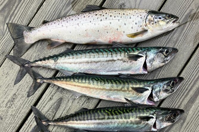 Inshore fishing in the Drangefjord - What the 2.5-hour trip actually feels like