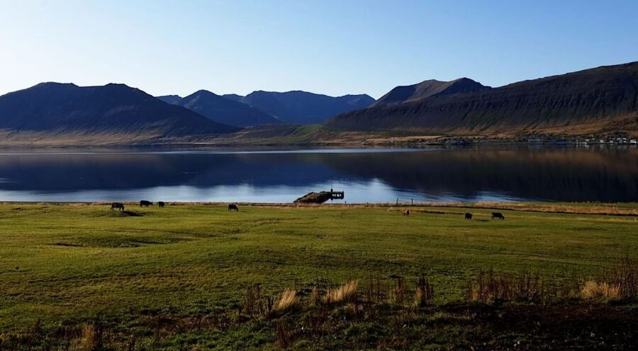 Isafjordur: Dynjandi Waterfall Tour and Icelandic Farm Visit - Final verdict: a strong Westfjords half-day