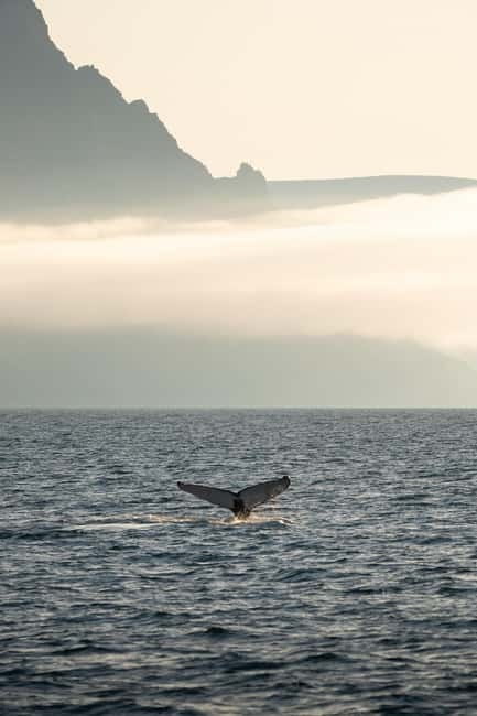 Ísafjörður: Westfjords Whale Watching Boat Tour - Key points to know before you go