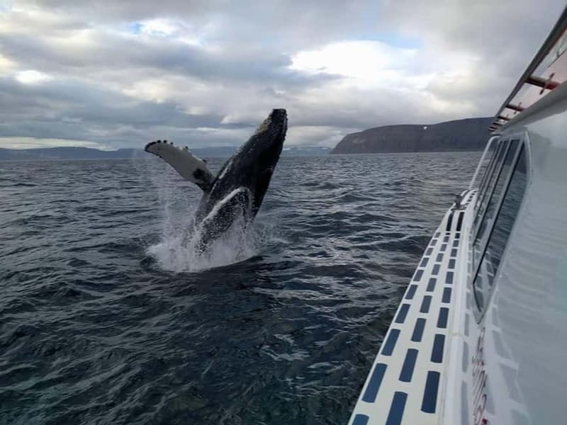 Ísafjörður: Westfjords Whale Watching Boat Tour - Leaving Ísafjörður harbor for the Westfjords