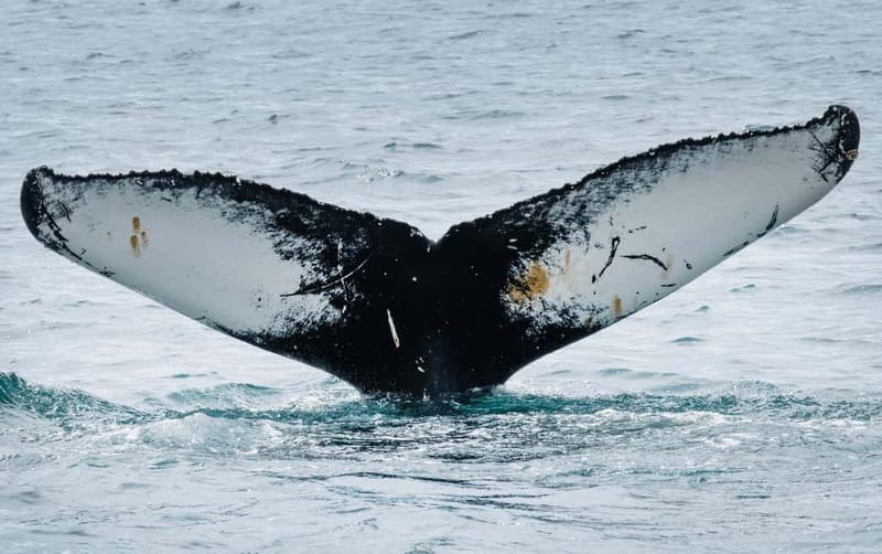 Ísafjörður: Westfjords Whale Watching Boat Tour - Tom, the marine biologist guide
