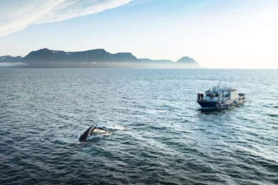Westfjords Whale Watching Boat Tour