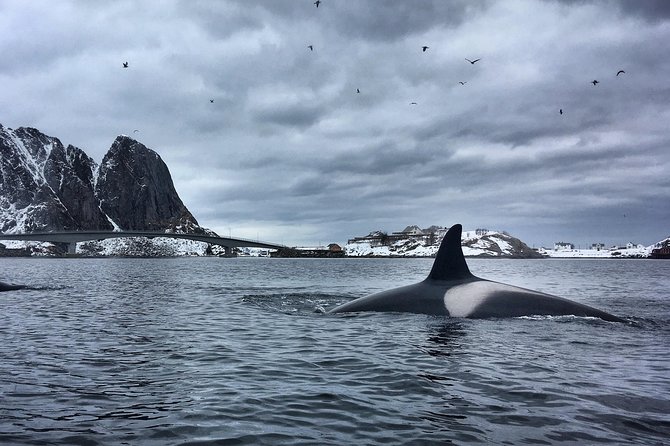 Kayaking in Reinefjorden - Paddling around Reine and Moskenesøya
