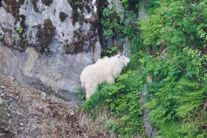 Kenai Fjords and Resurrection Bay Half-Day Wildlife Cruise - Key points to know before you sail