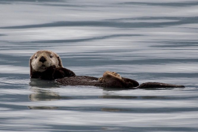 Kenai Fjords and Resurrection Bay Half-Day Wildlife Cruise - Why this half-day cruise works so well in Seward