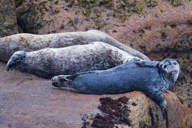 Kenai Fjords and Resurrection Bay Half-Day Wildlife Cruise - Cape Resurrection, sea lions, and seabird cliffs