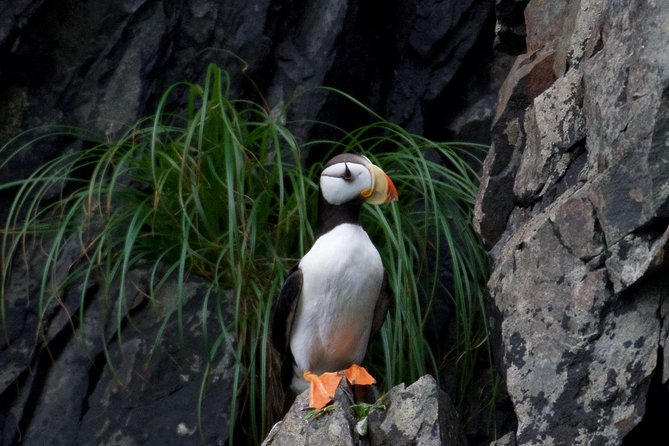 Kenai Fjords and Resurrection Bay Half-Day Wildlife Cruise - The wildlife checklist, with honest expectations