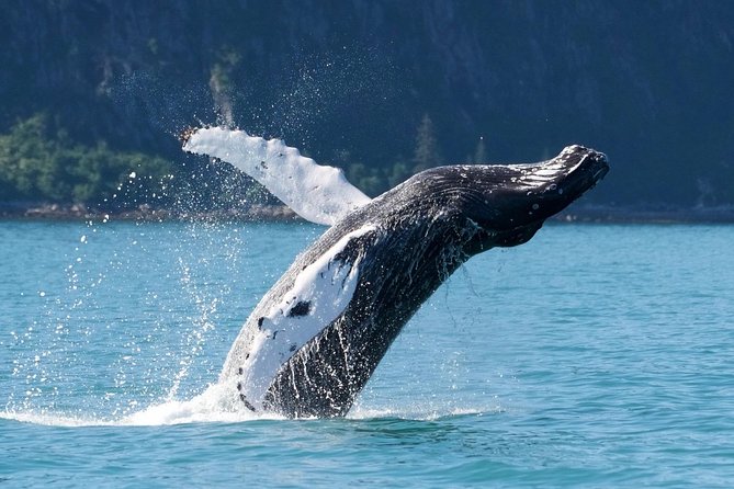 Kenai Fjords and Resurrection Bay Half-Day Wildlife Cruise - What the crew adds to the day