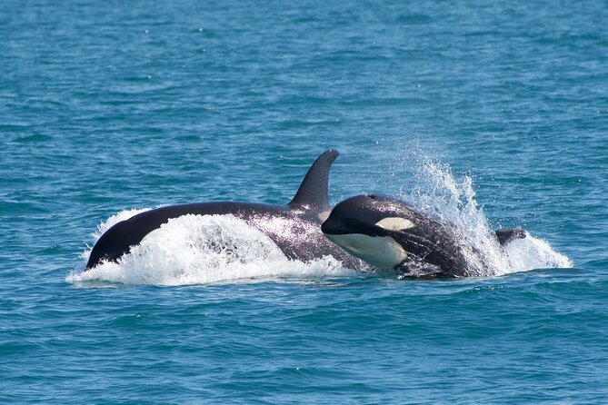 Kenai Fjords National Park Glacier & Wildlife Cruise - Wildlife watching without false promises