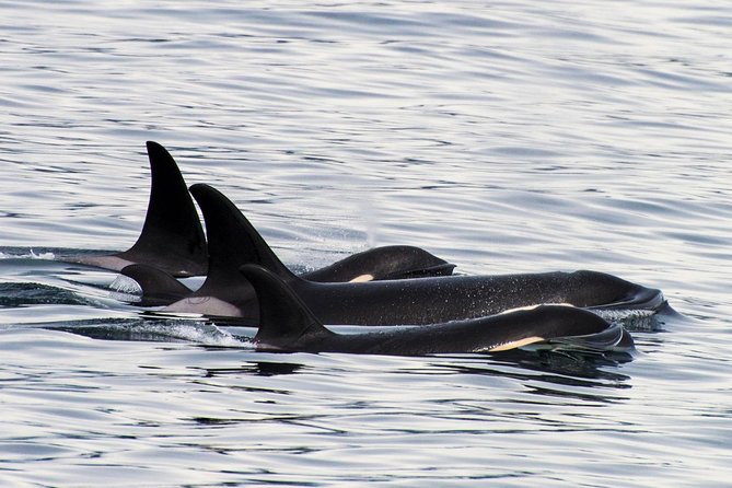 Kenai Fjords Orca Quest Cruise - Leaving Seward Harbor at 12:30 p.m.