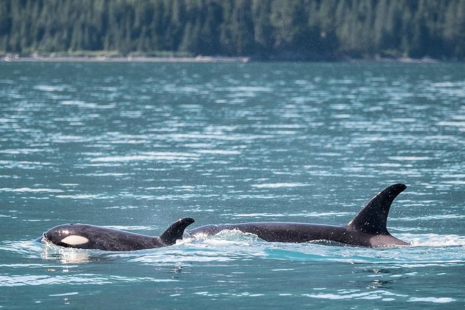 Kenai Fjords Orca Quest Cruise - The search for orcas